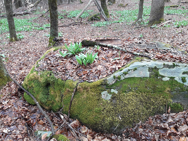 Ramps growing on a rock in the woods A small patch of wild leeks, also known as ramps, growing in the detritus atop a large rock in the woods. A larger patch of ramps can be seen in the background.