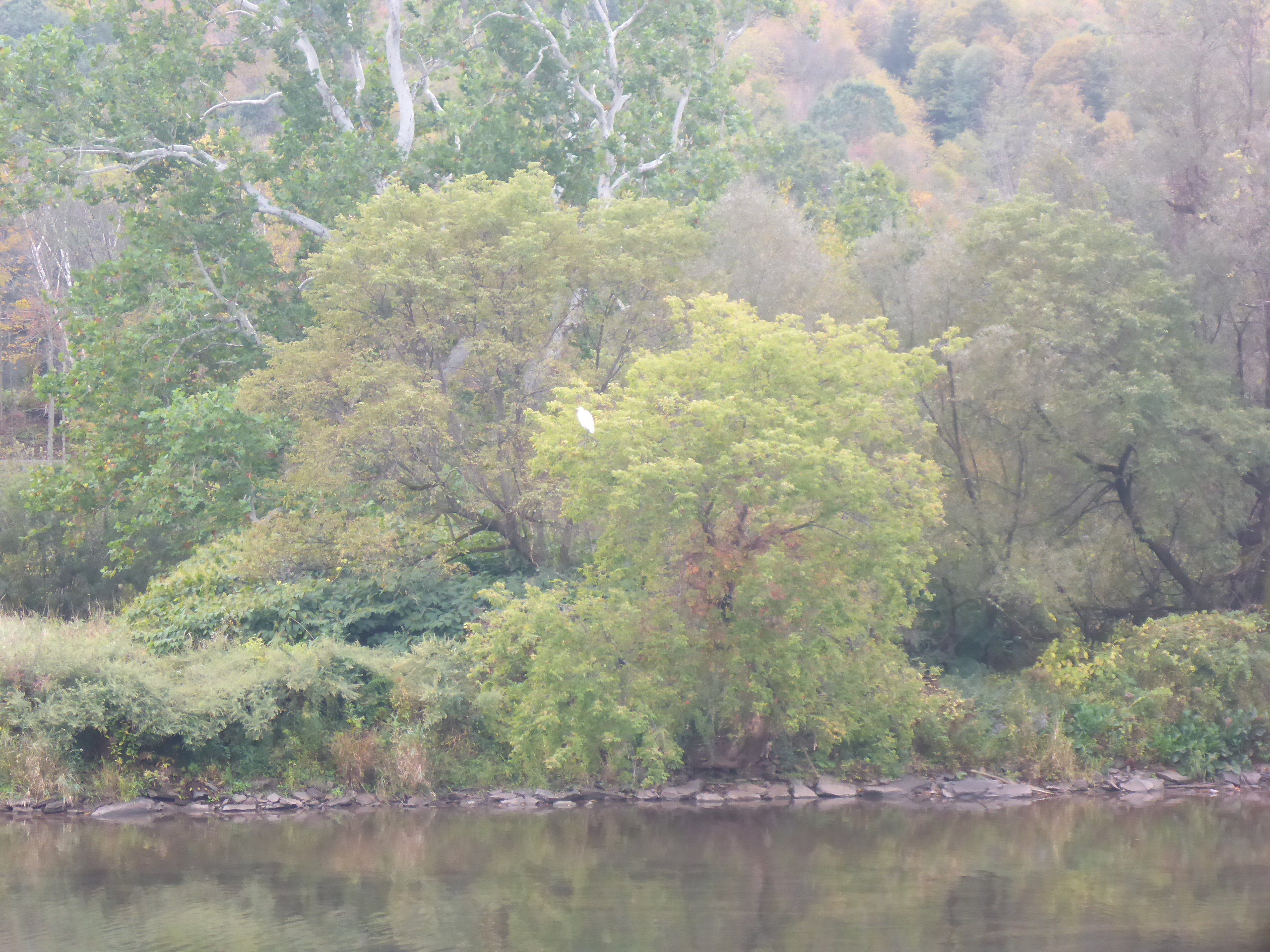 White object in a tree