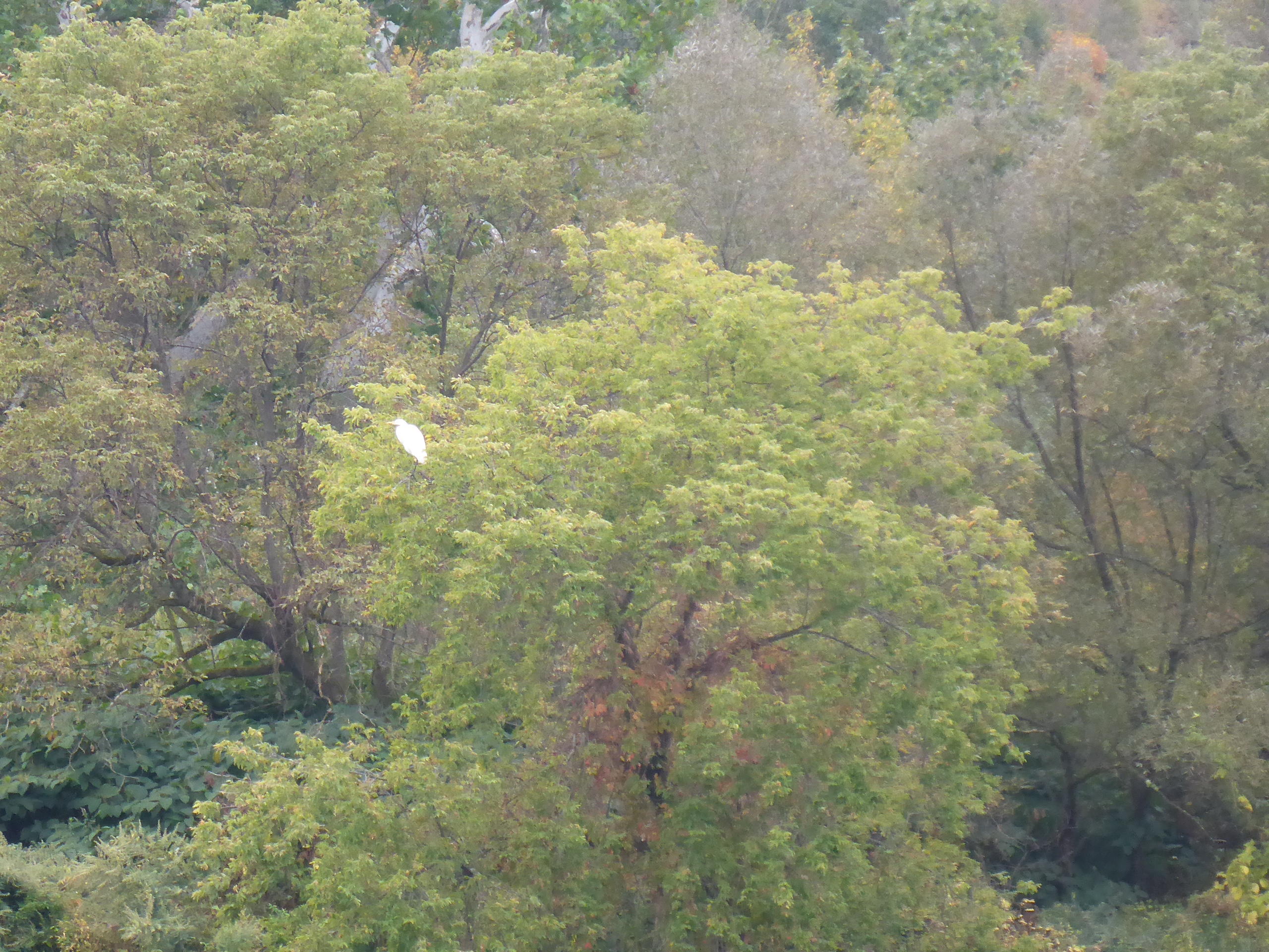 big white bird in a tree