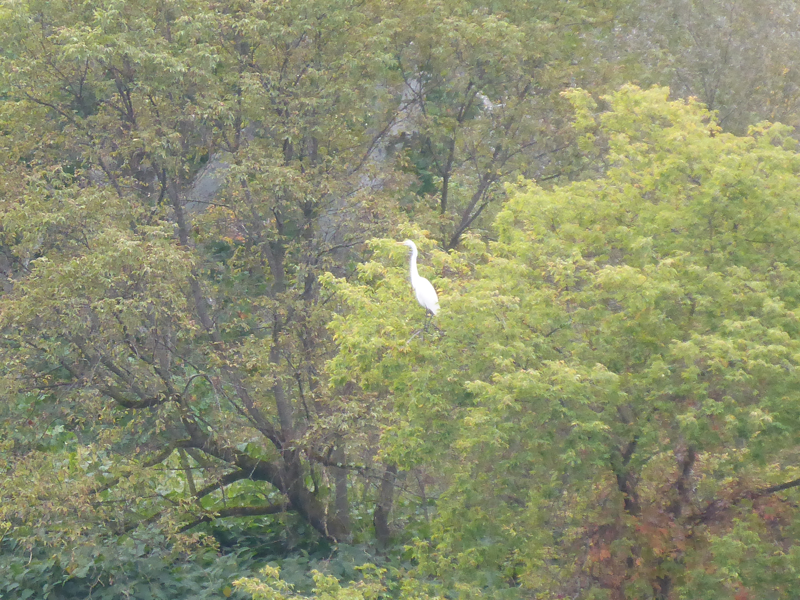 great egret long extended neck