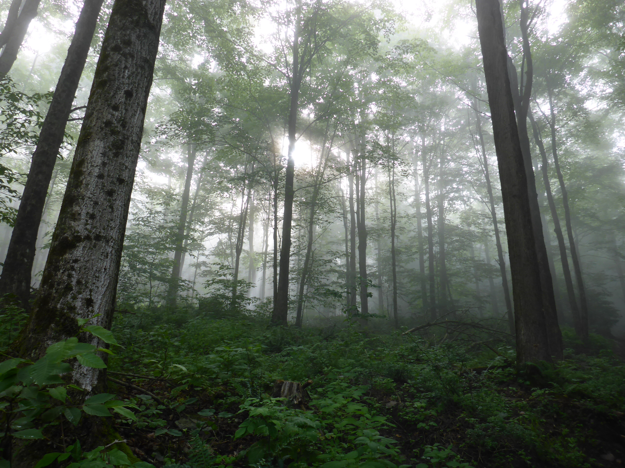 Misty woods morning hot July day