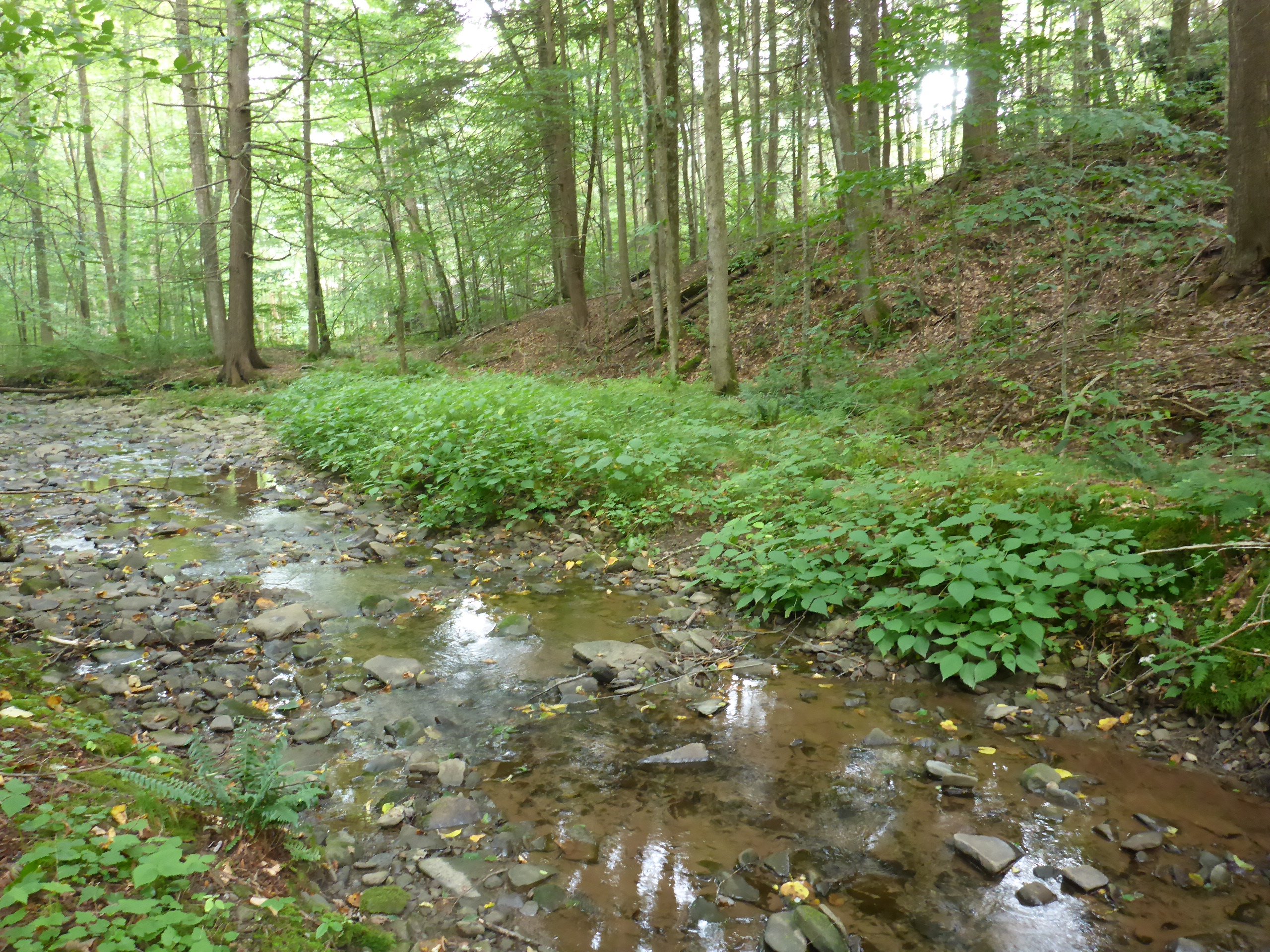 Forest stream and lush green