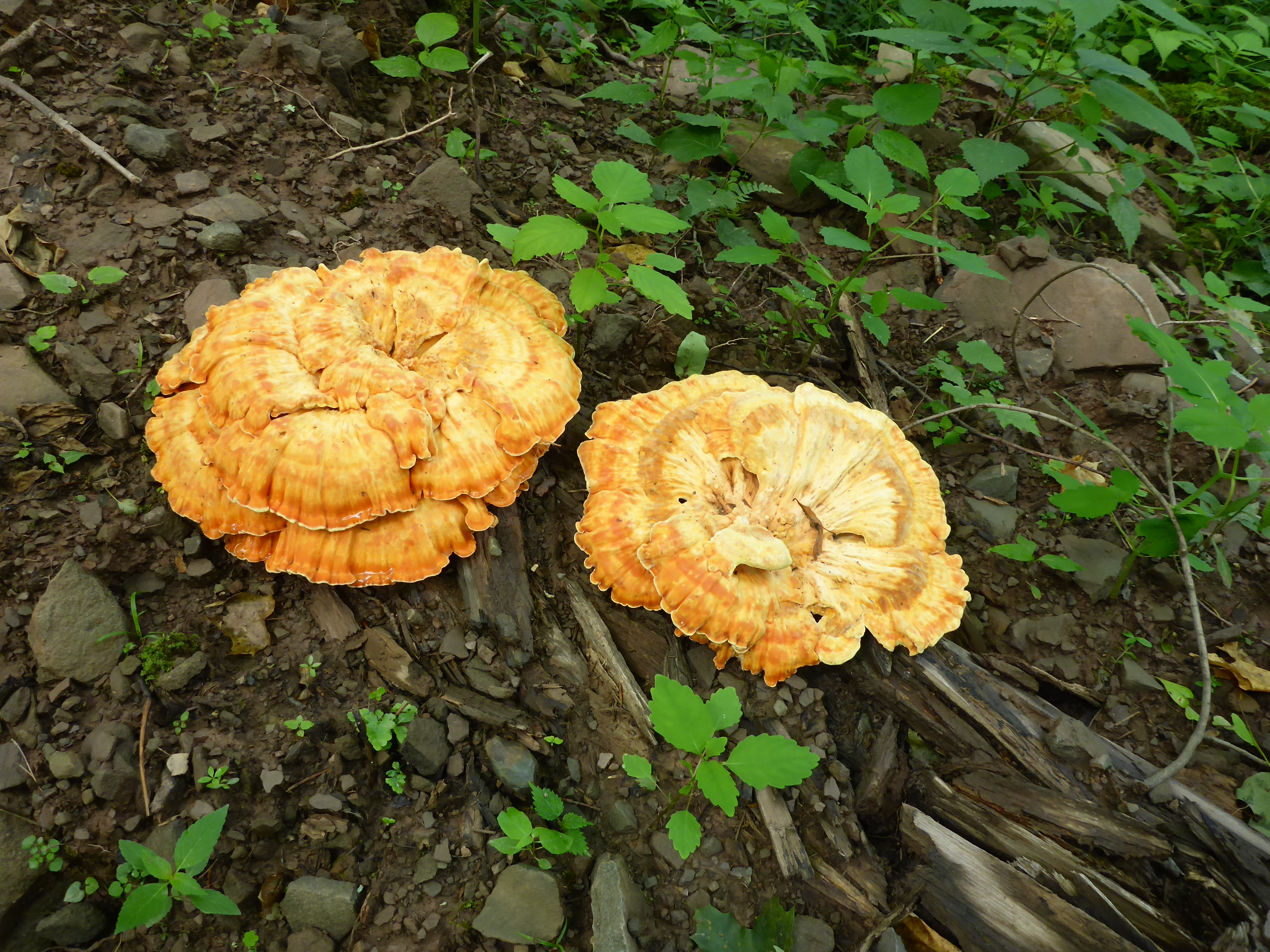 Fungus fruiting body on rotten wood