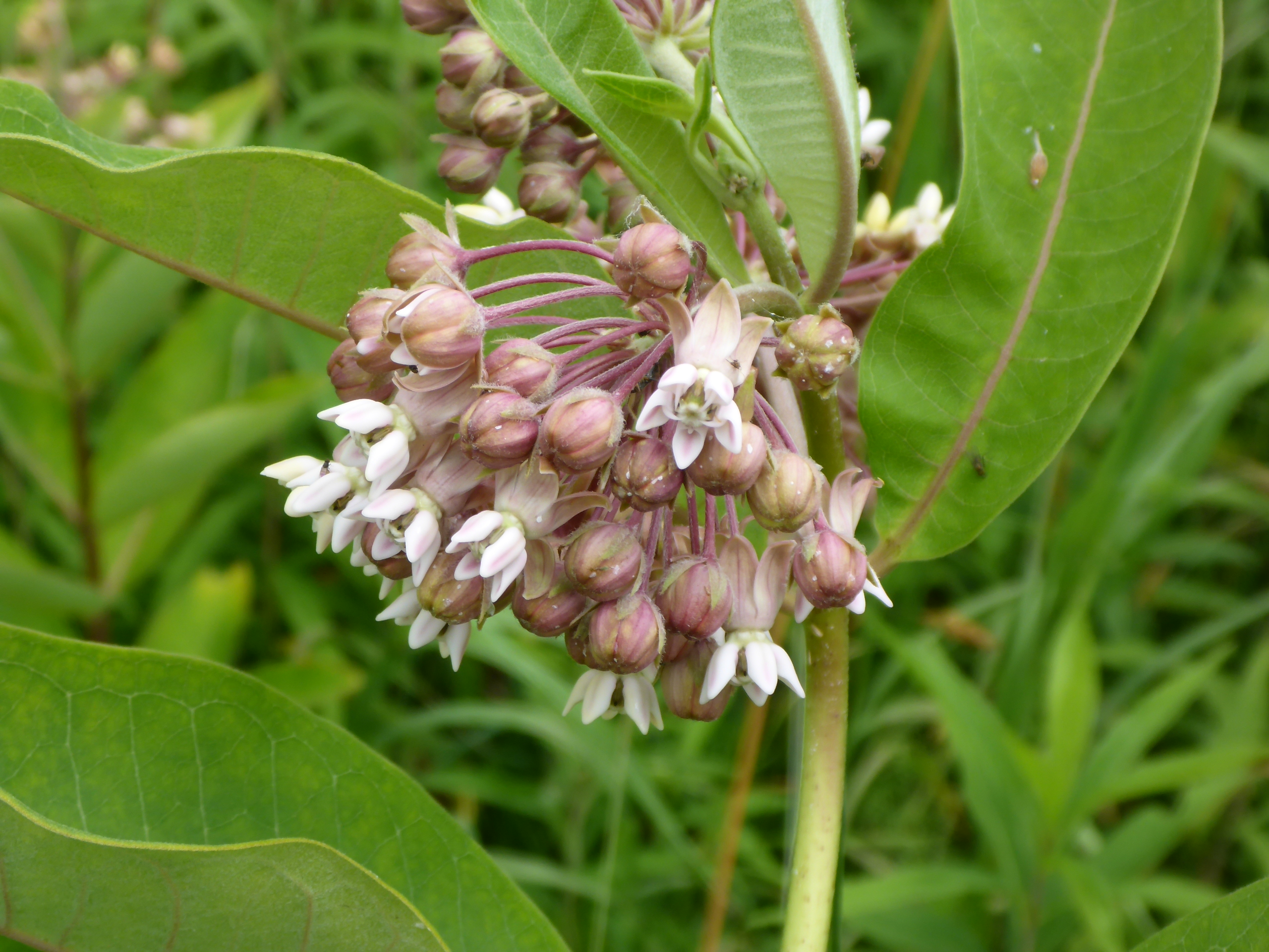 smell the milkweed flower perfume