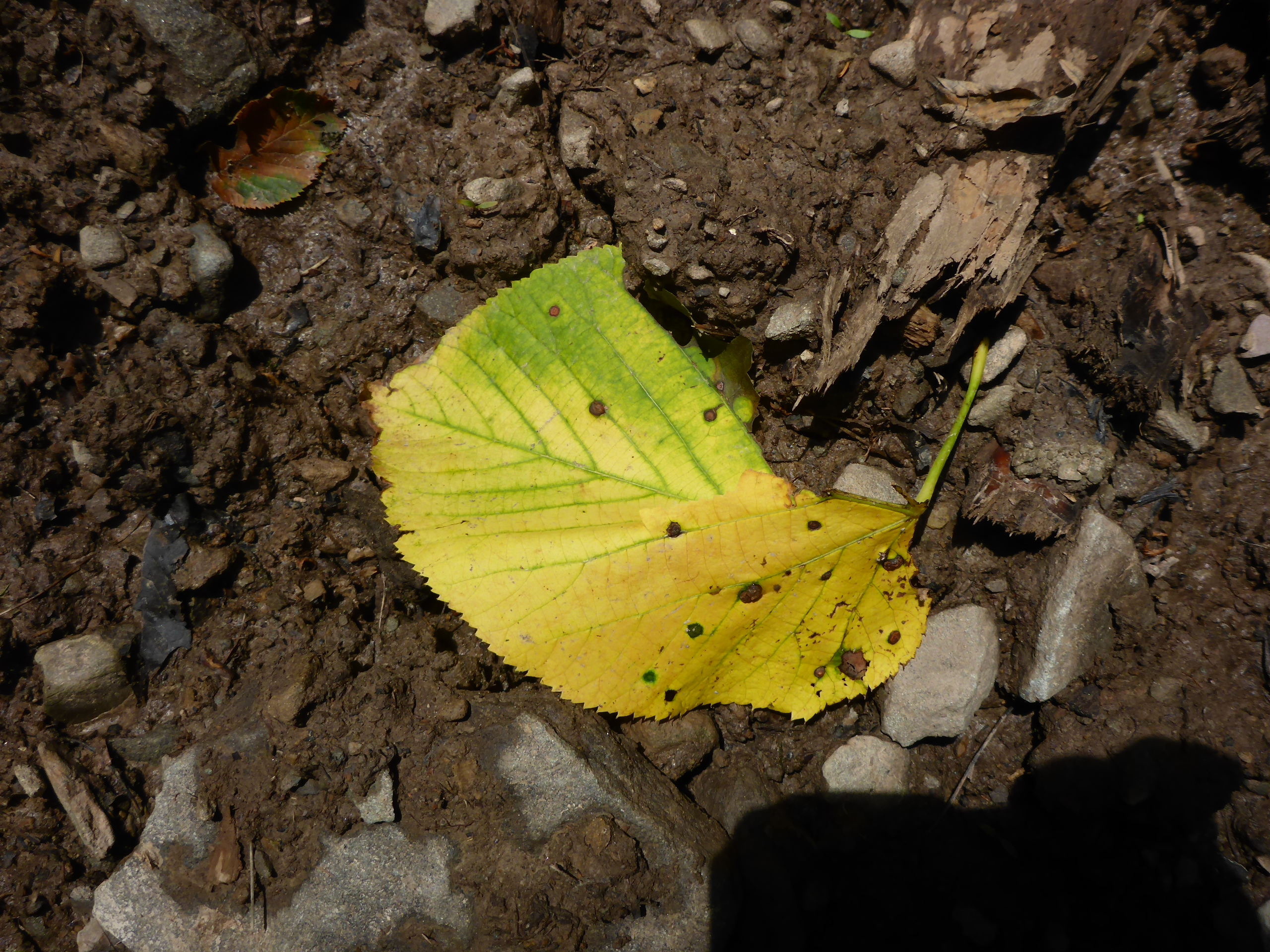Fallen birch leaf