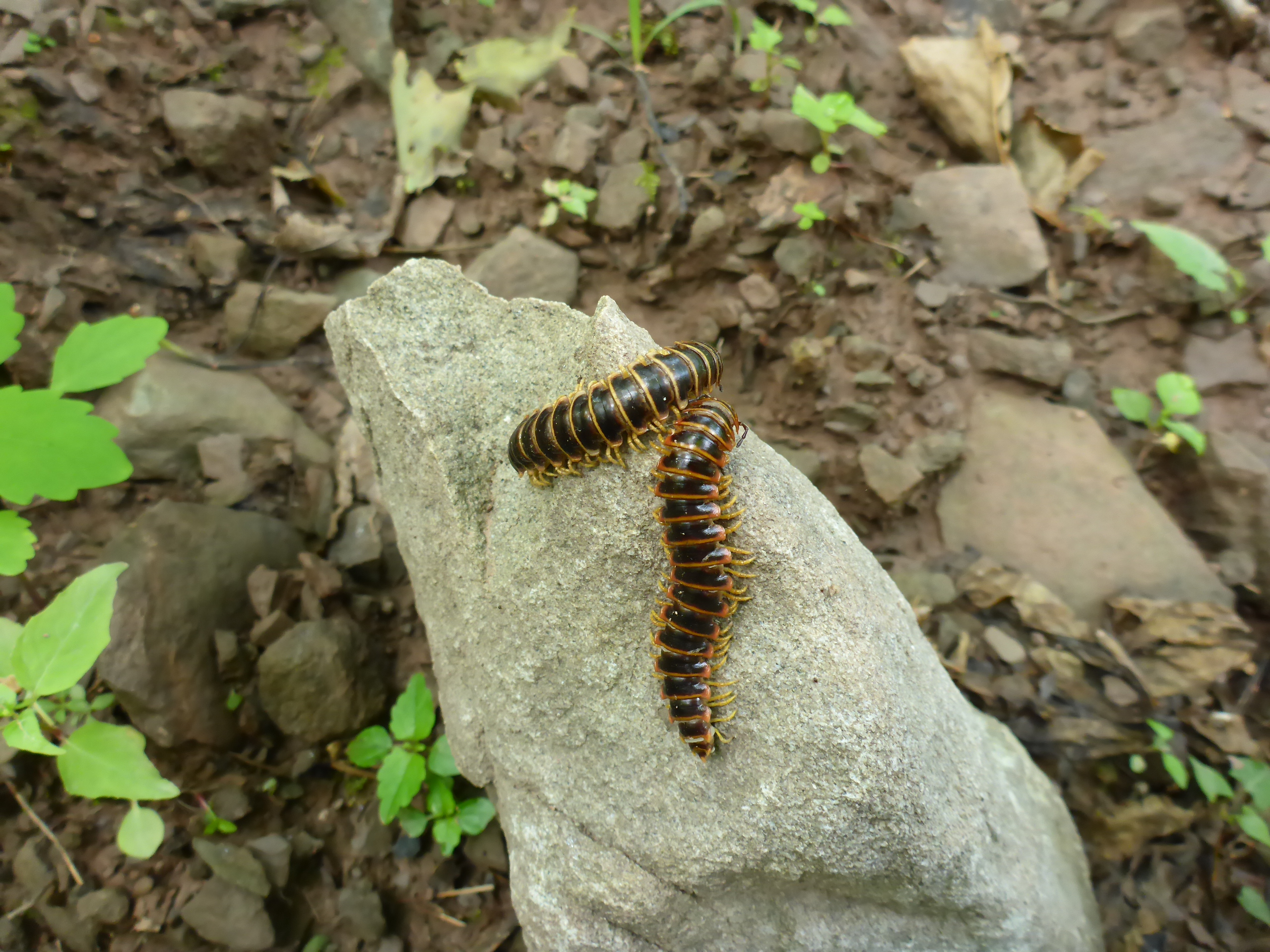 Millipedes on a rock