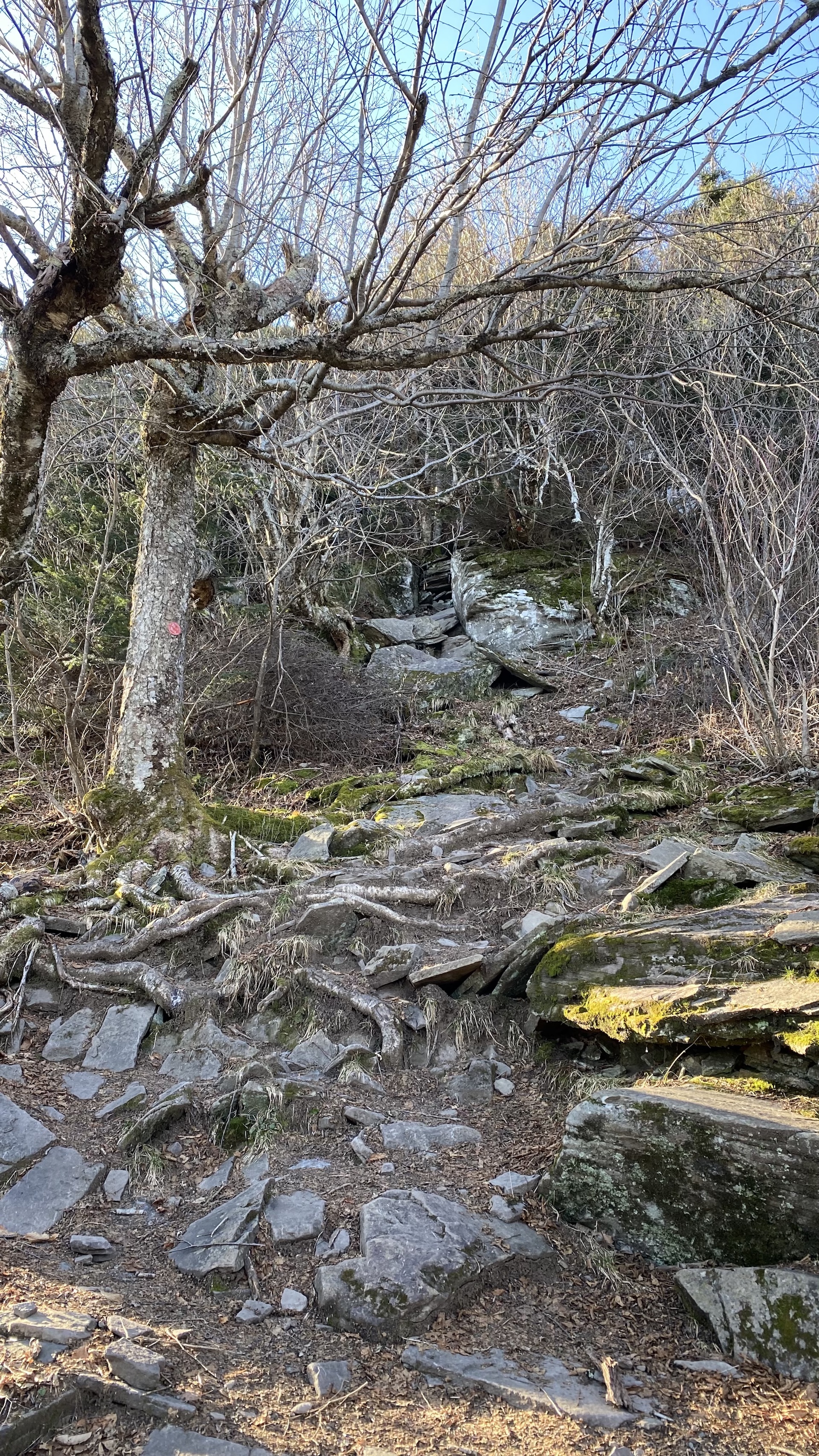 hiking black dome blackhead catskills steep climb