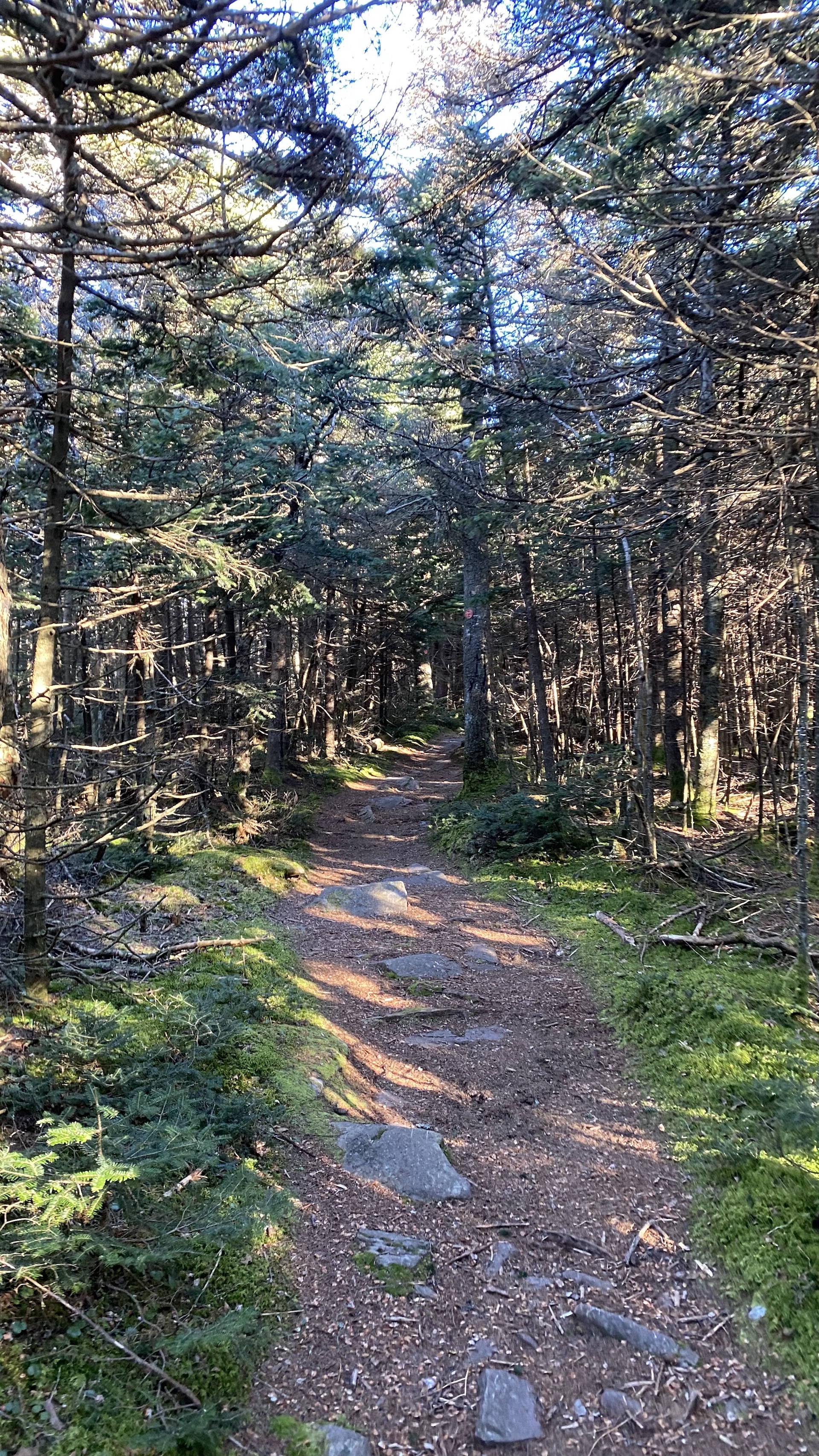 hiking black dome blackhead catskills top terrain