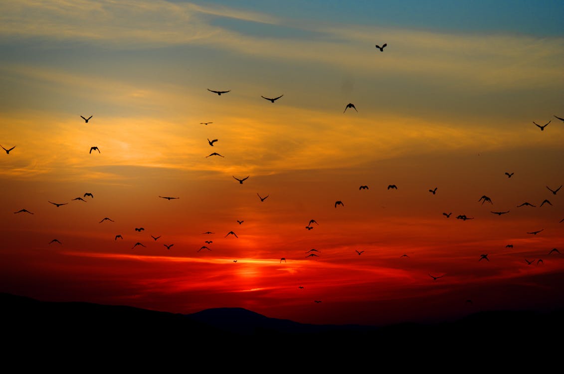 sunset birds flying sky