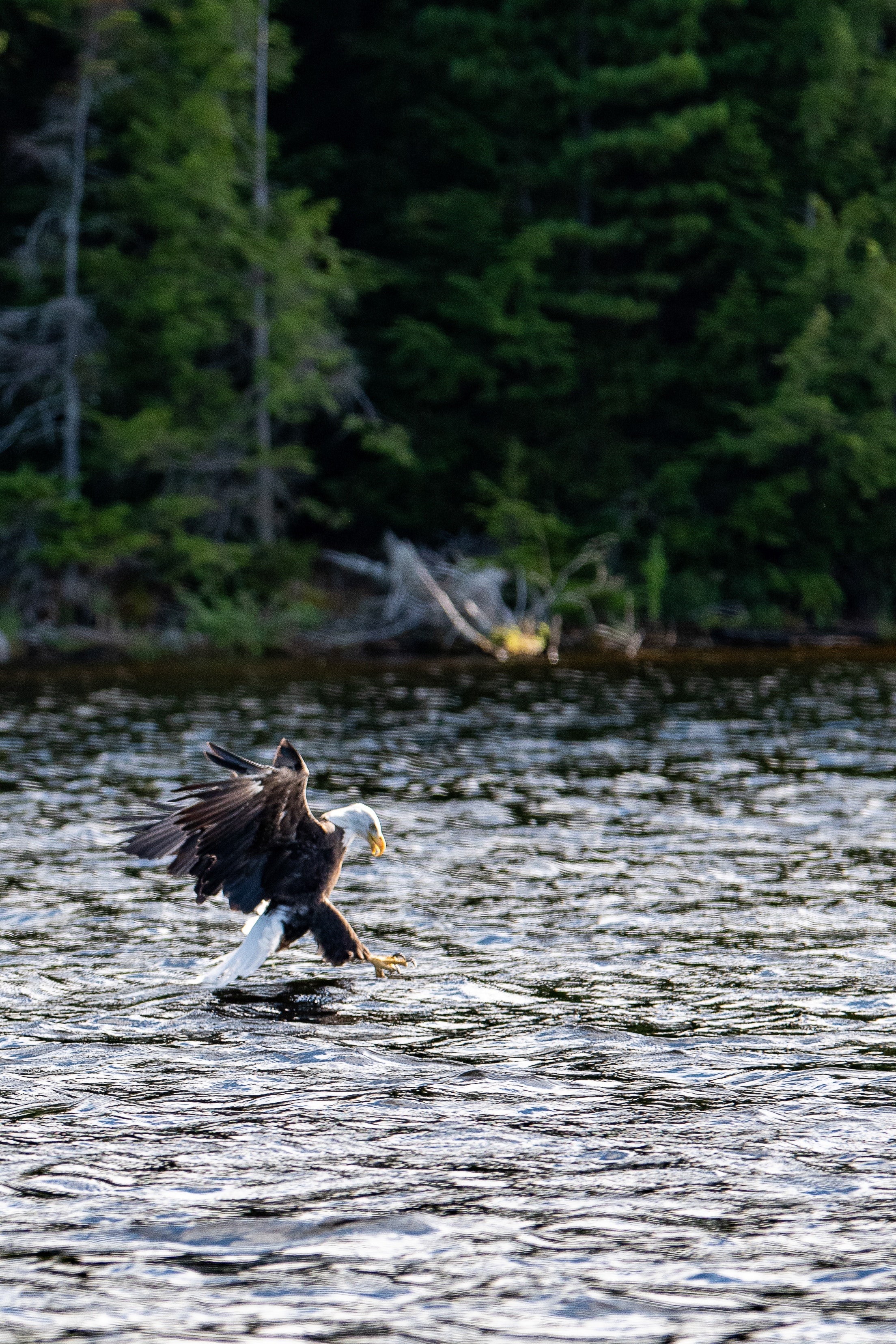 Eagle catching fish