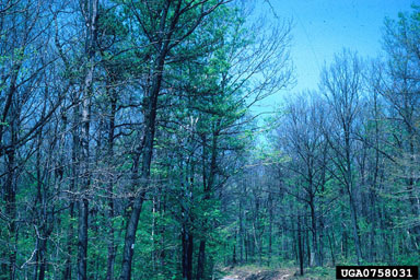 3 tree response to insect attack