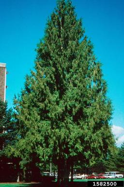 3 Snail shell in the shape of the Golden Spiral