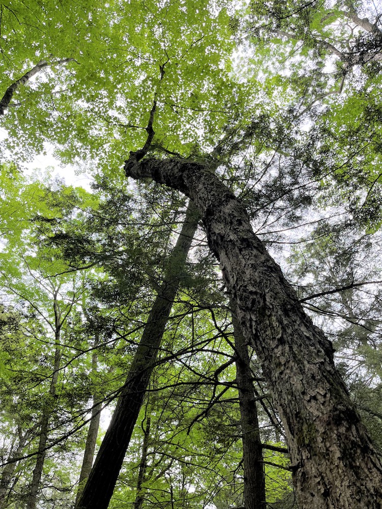 1twisting maple bends around hemlock