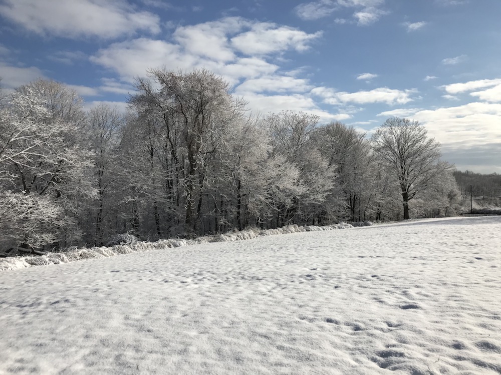1twisting maple bends around hemlock