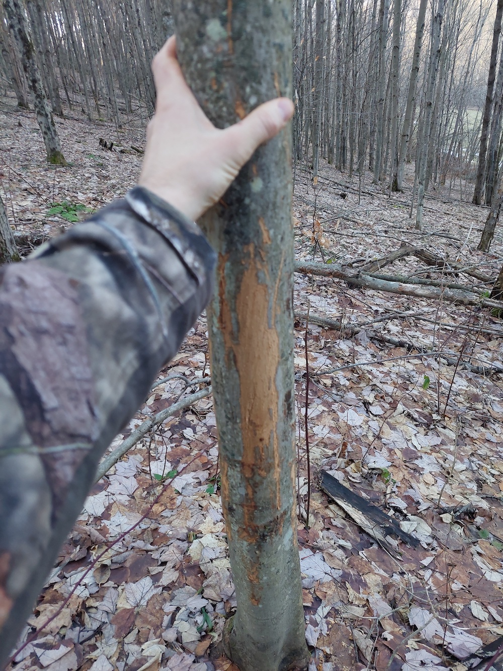 1A buck rub I found while scouting