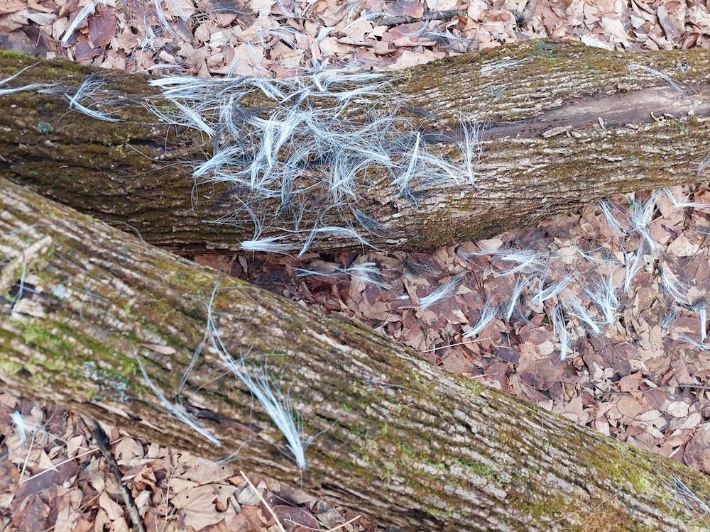 1A buck rub I found while scouting