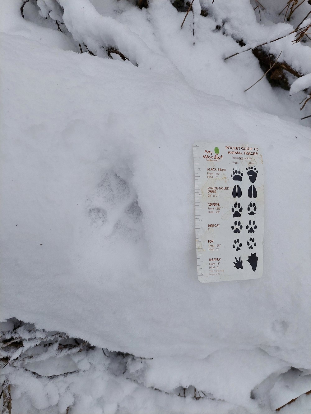 1 MyWoodlot Animal Tracks Pocket Guide