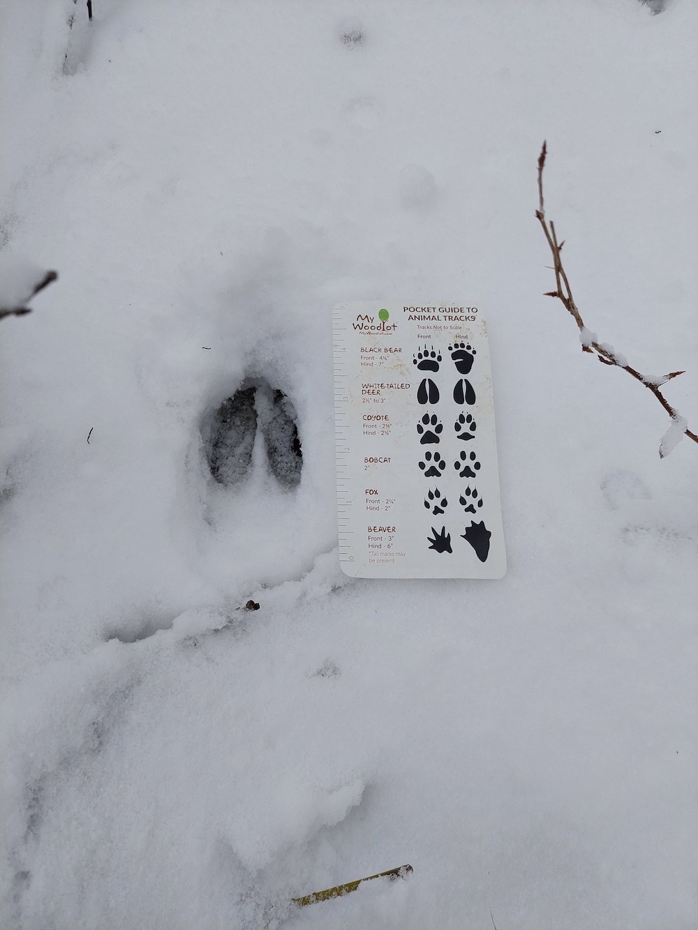 1 MyWoodlot Animal Tracks Pocket Guide