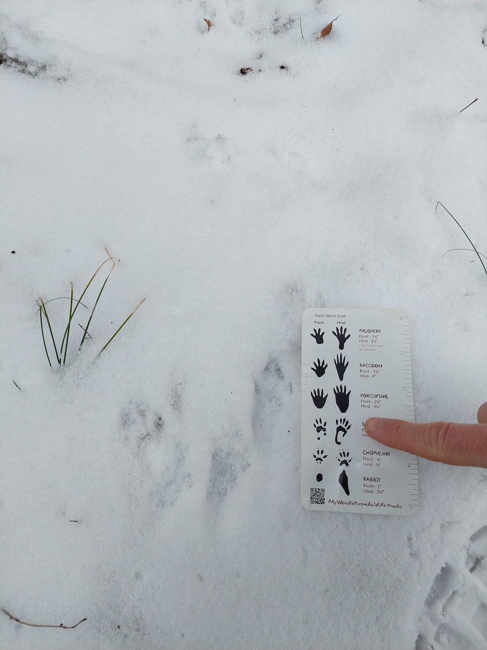 1 MyWoodlot Animal Tracks Pocket Guide