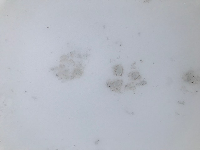 Footprints