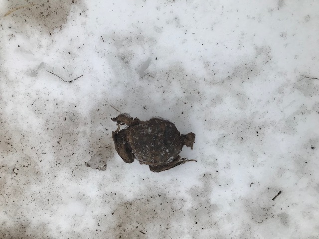 A stone or clump of dirt