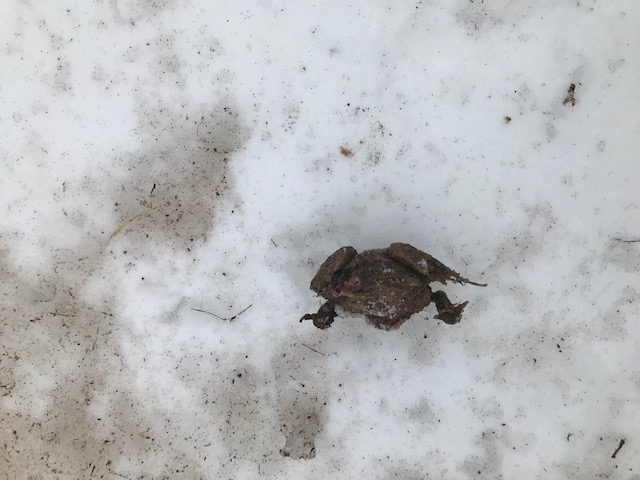 frog or toad body
