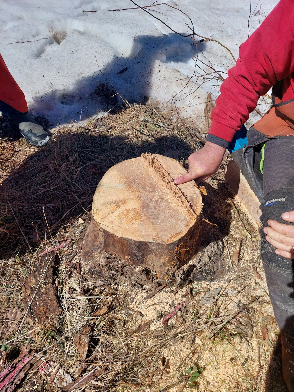 10 Evaluating another cut stump