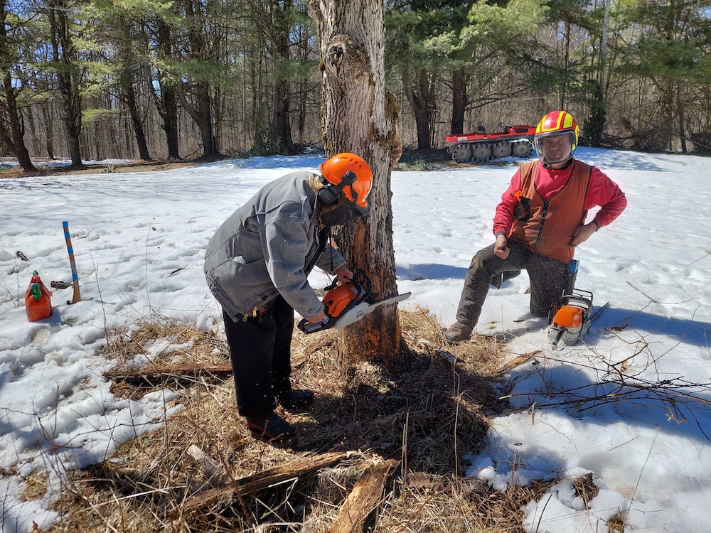 10 Evaluating another cut stump