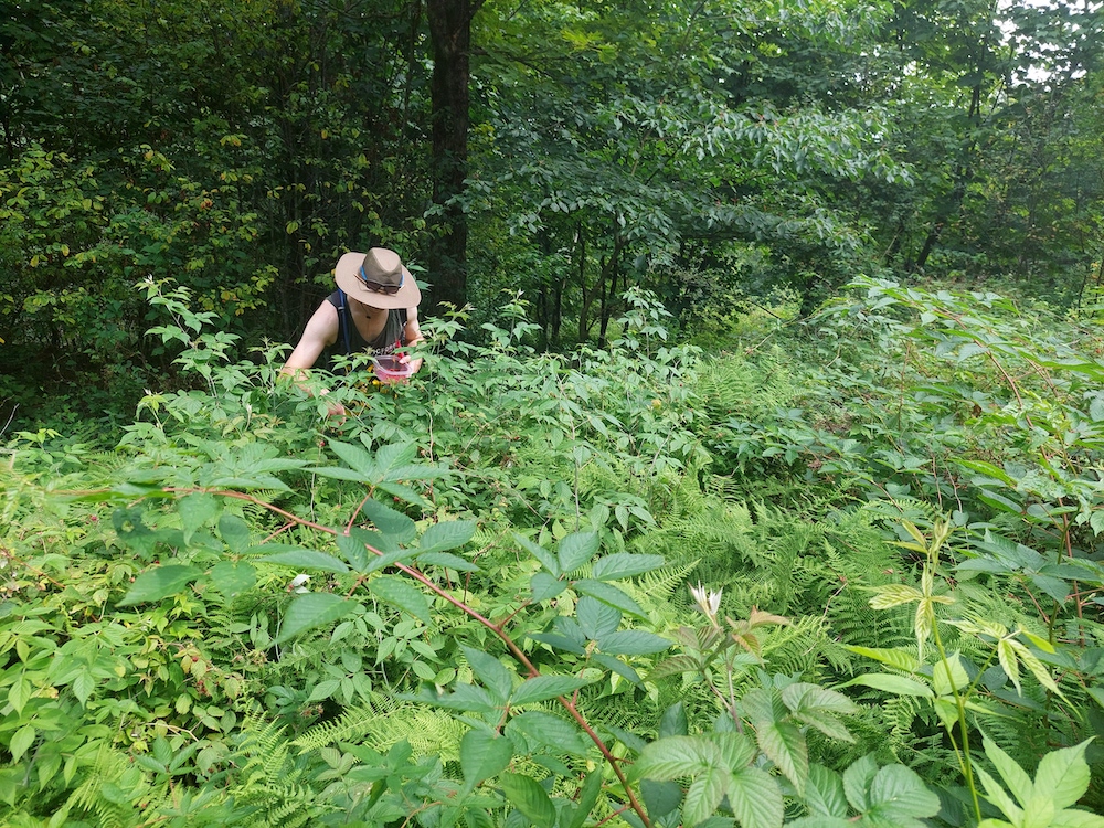 1 Foraging wild raspberries in Stamford NY