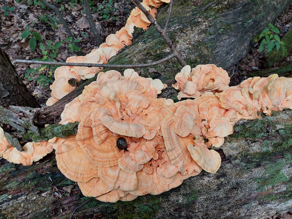 4 Chicken of the Woods mushrooms top view