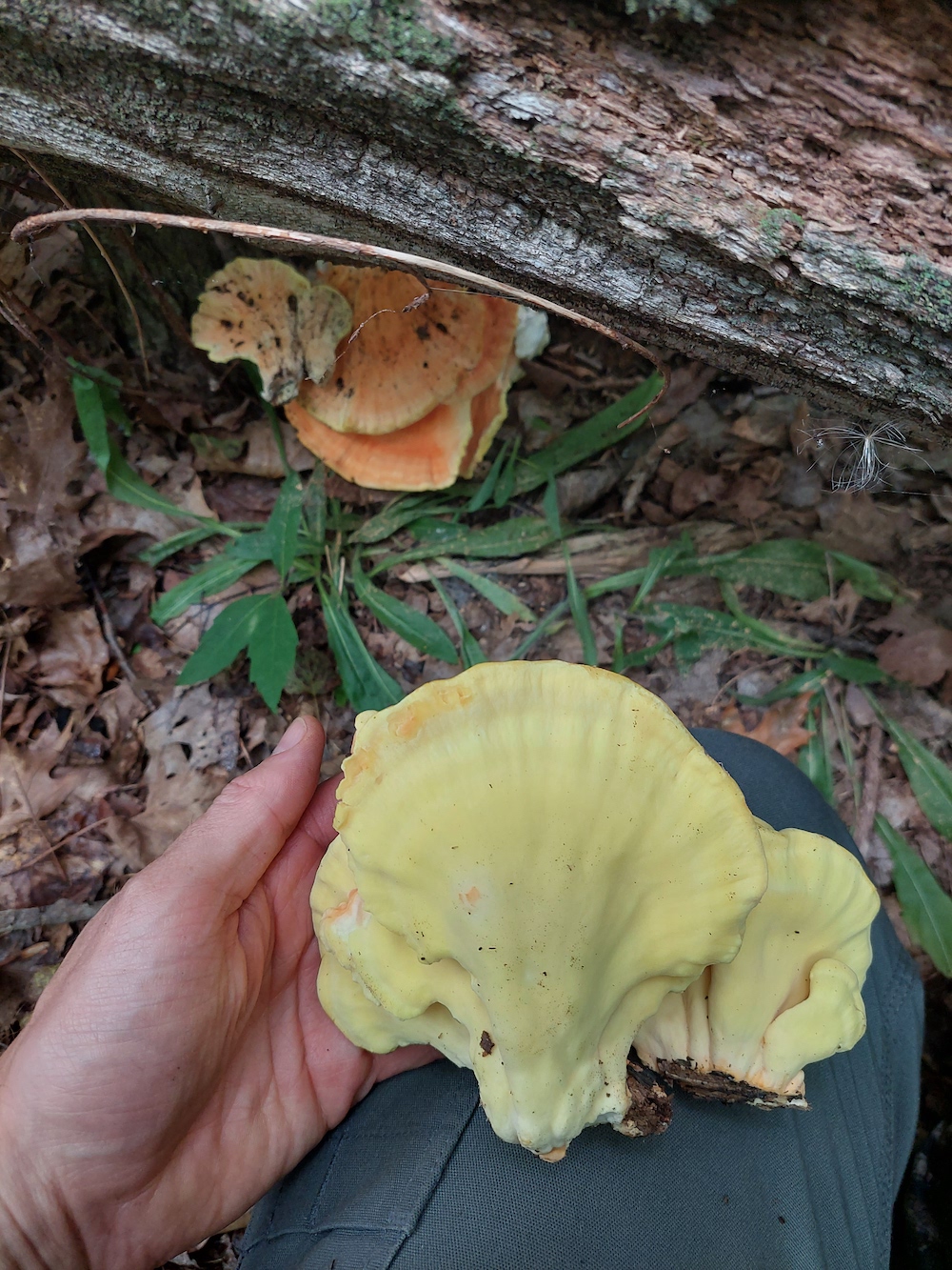 5 Smooth pore underside Chicken of the Woods