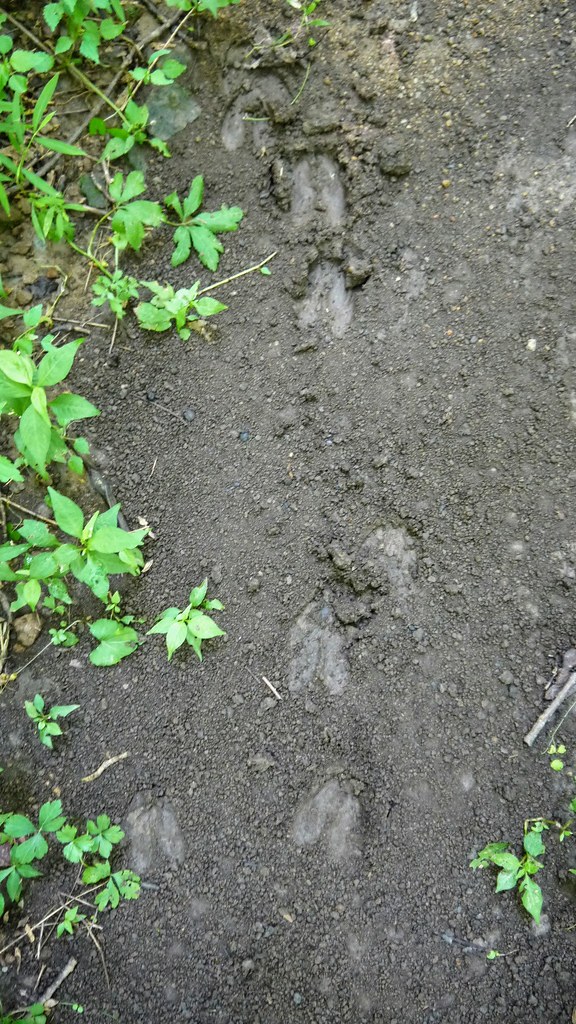 1deer tracks in the mud