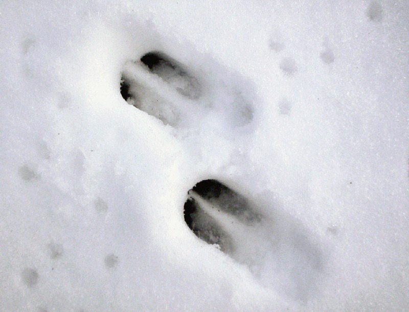 deer tracks in the snow