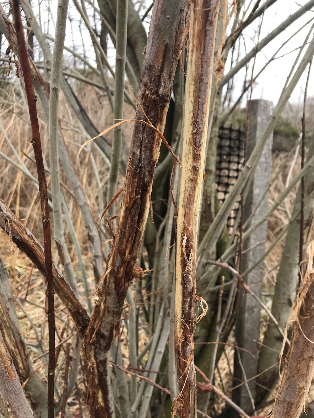3buck rub on a sapling