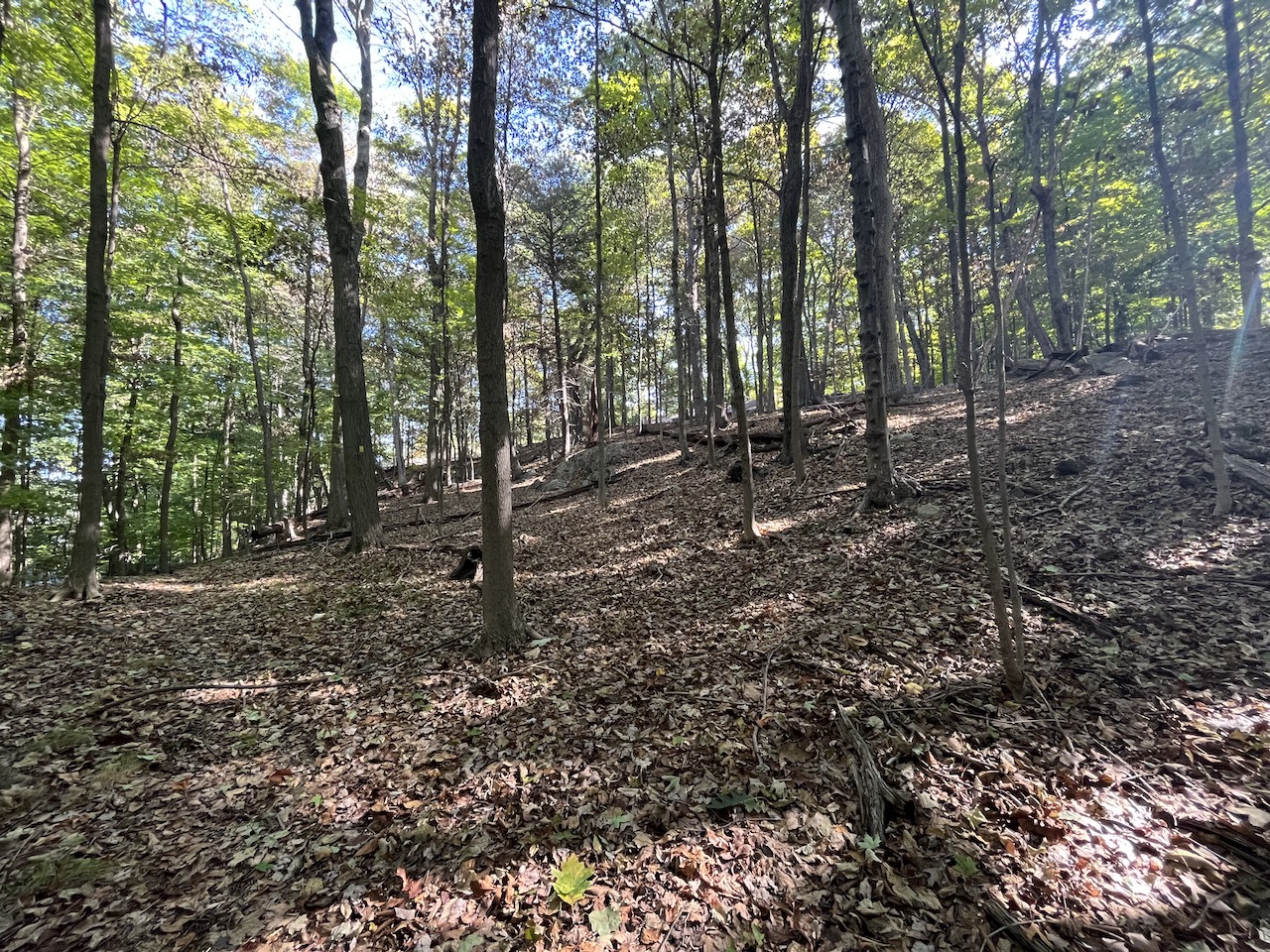 4barren understory from deer browse