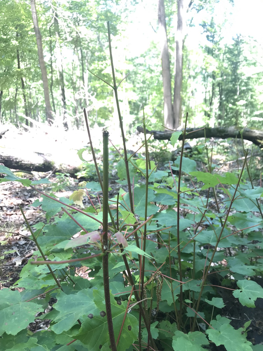 5maple stump resprout browsed by deer