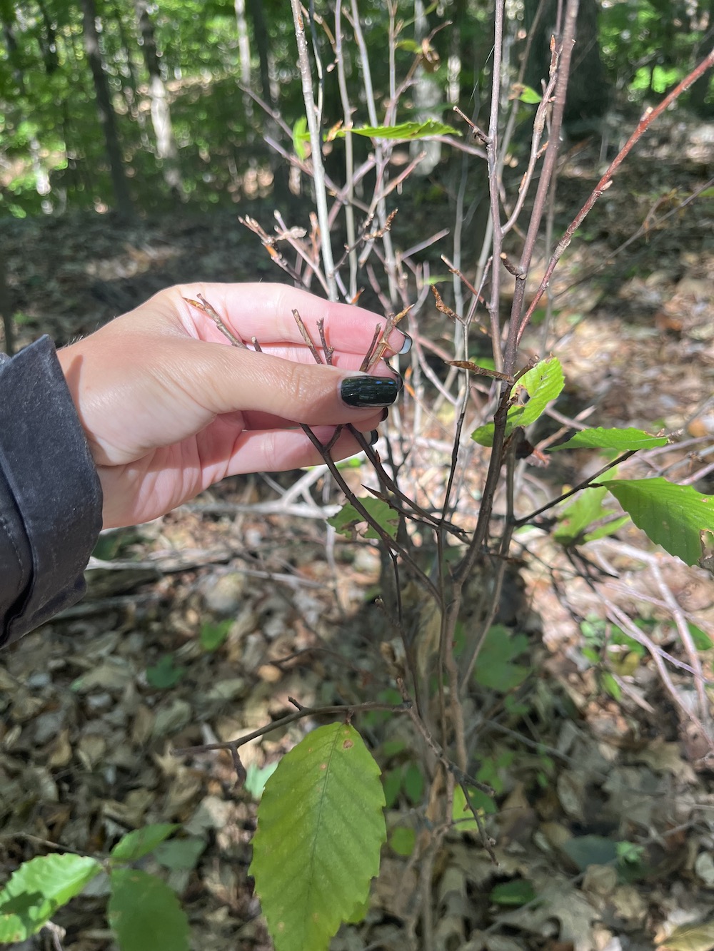 6beech root suckers browsed by deer