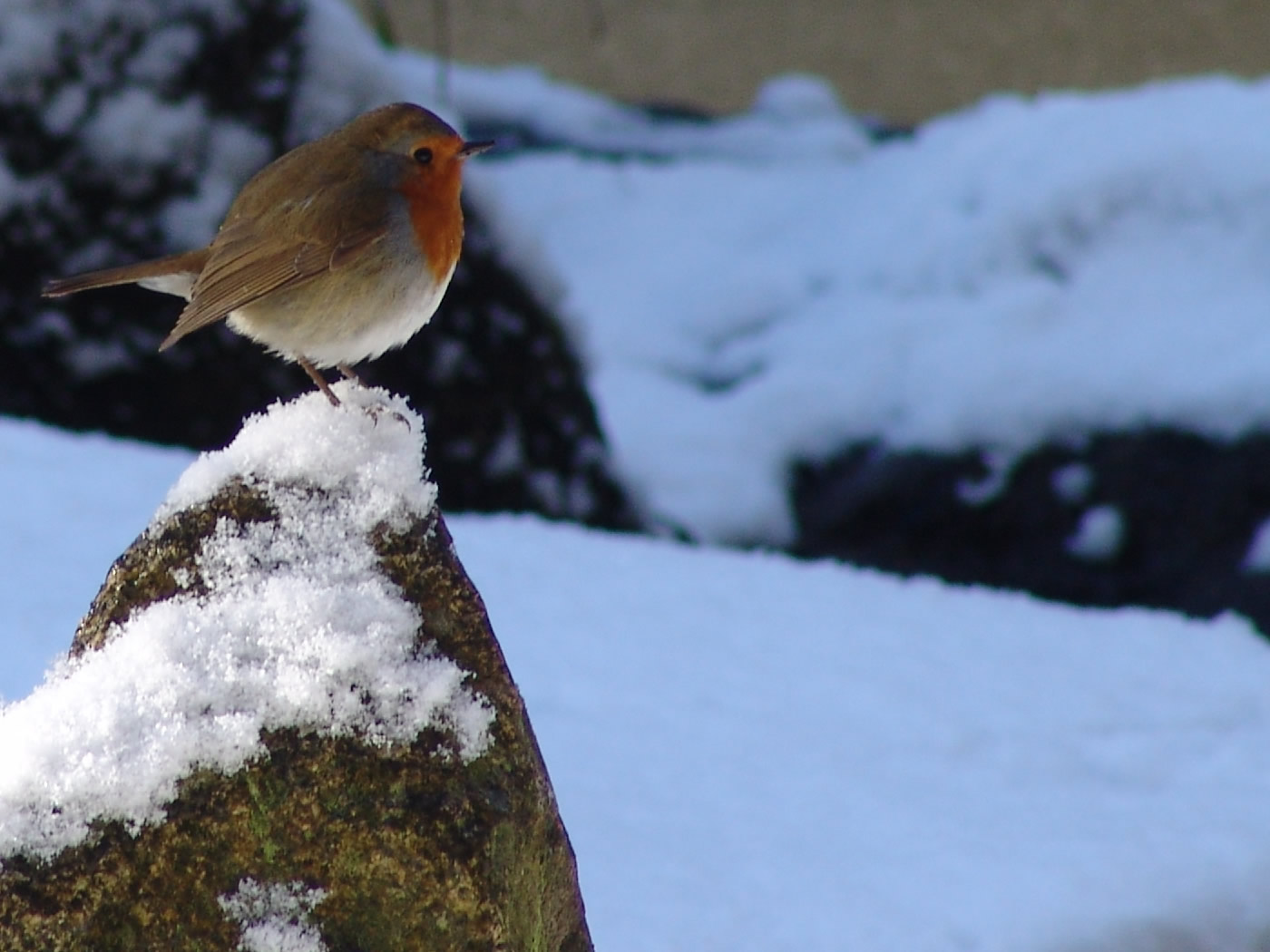 Robin A robin on a snowy rock puffed up for warmth.