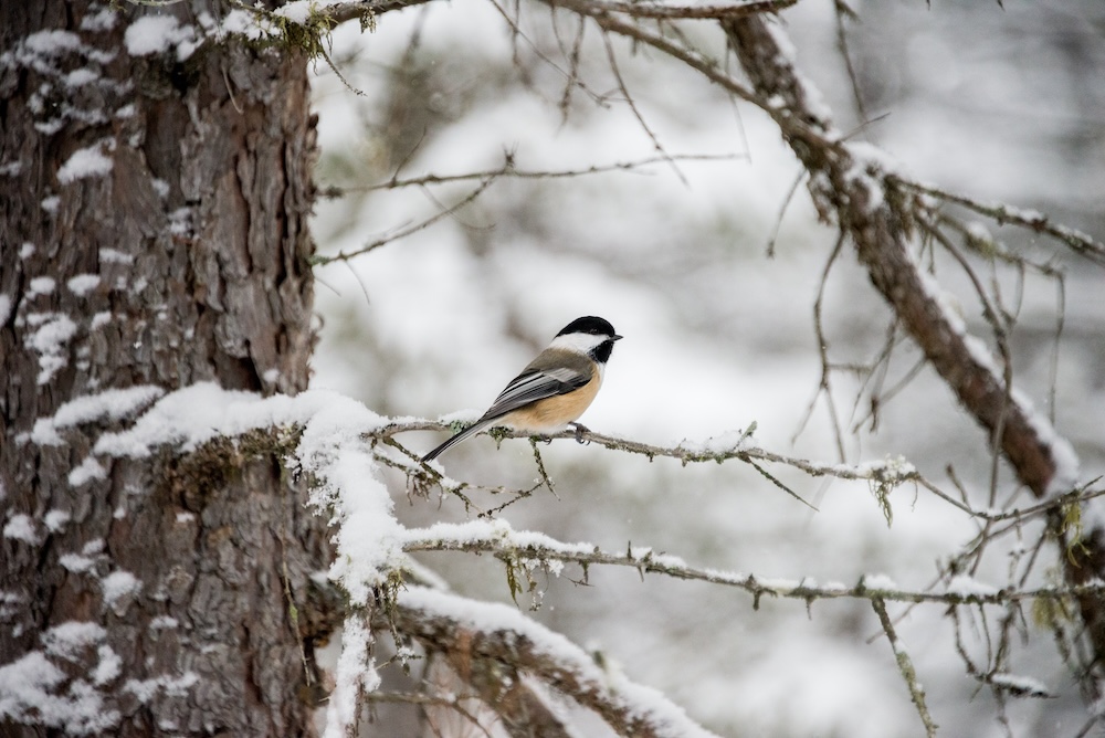 Chickadee A black capped chickadee on a snowy branch.