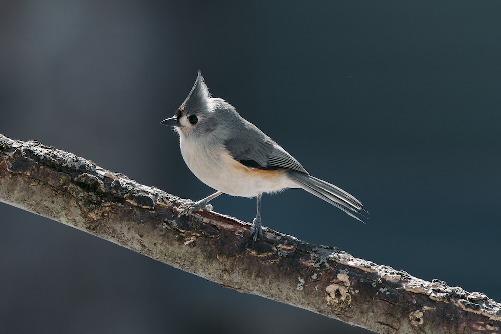 Tufted Titmouse A tufted titmouse perched on a branch.
