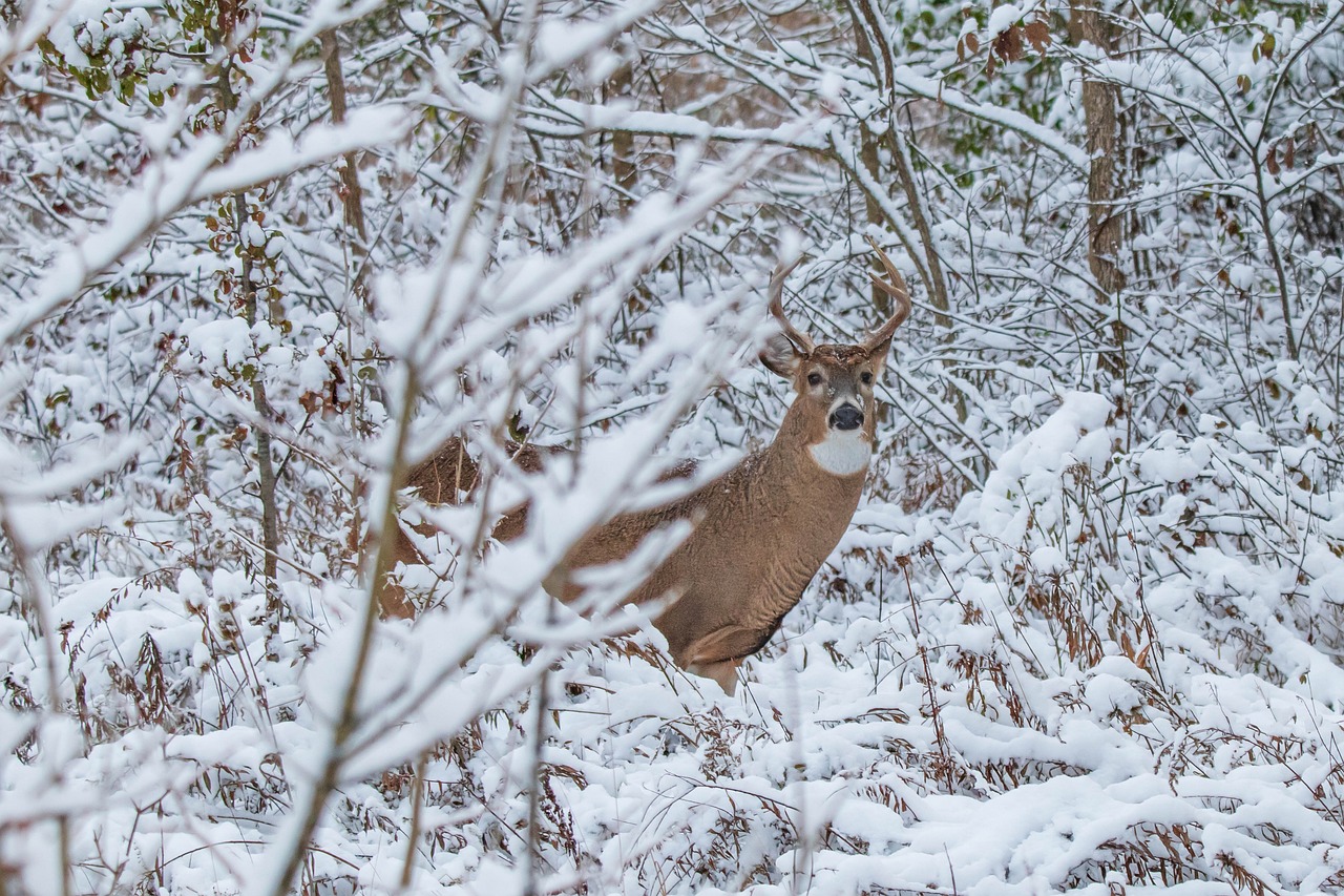 Deer in a snowy forest understory A deer peeping out from a snowy forest understory