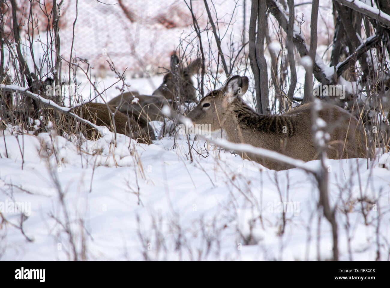 Deer huddled in the snow for warmth Deer huddled together for warmth in the snow