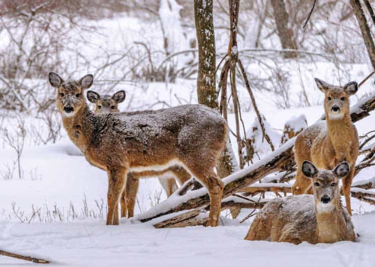 Deer with snow on their backs Deer showing snow on their coat indicating that they are well insulated from the cold