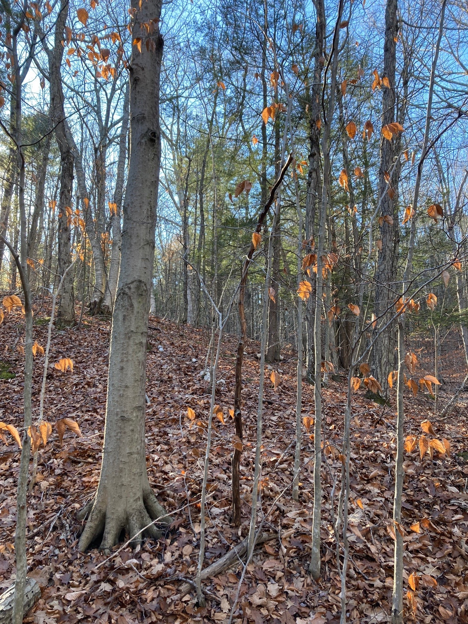 A younger beech tree clone with srouts around the root area