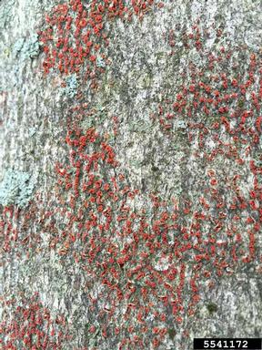 The orange looking Neonectria Fungus on Beech Bark