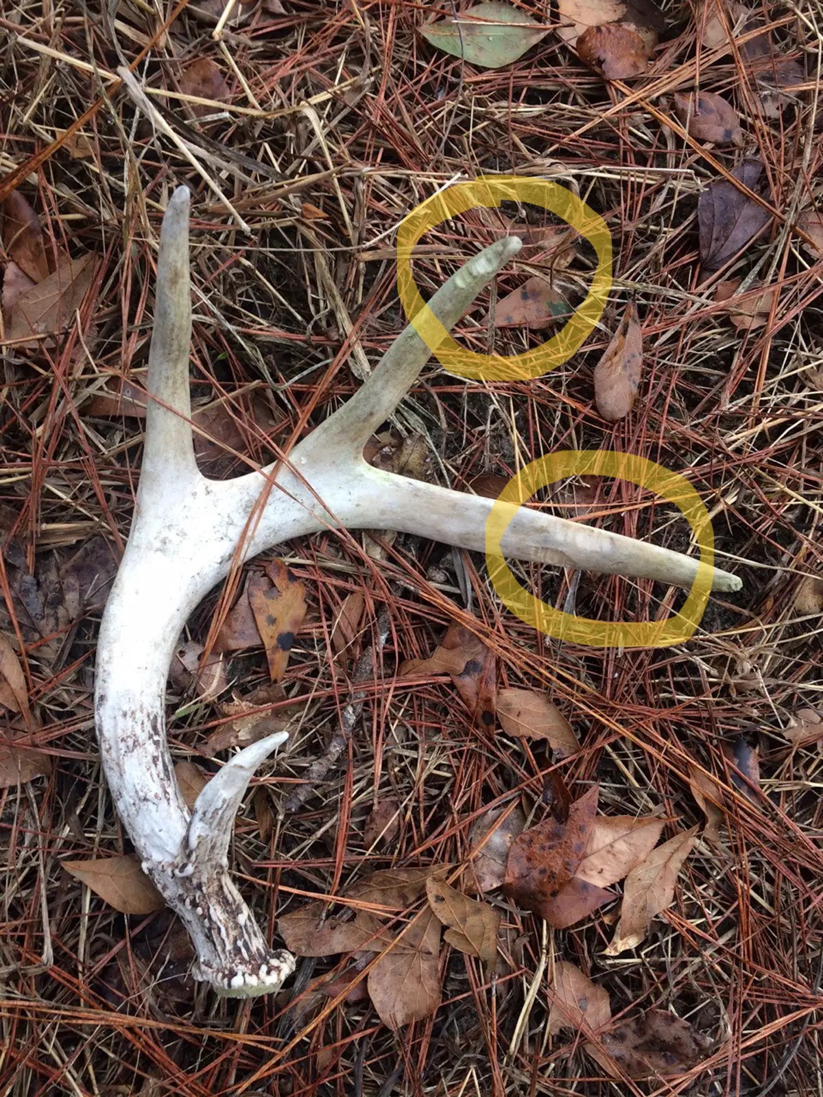 An antler showing gnaw marks on it's tines. 