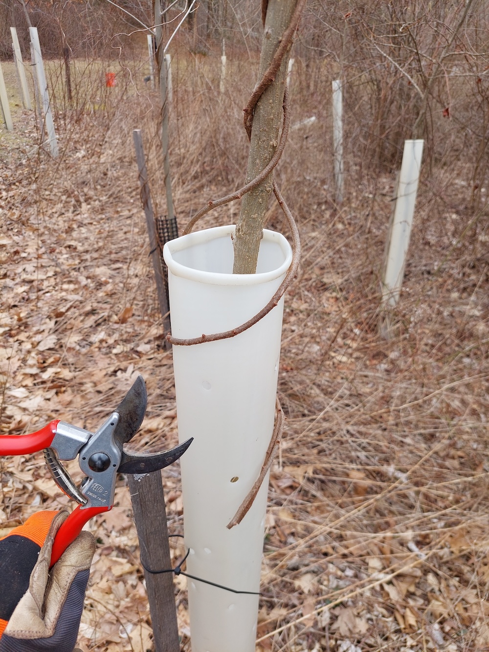 Using pruning shears to cut and remove vines from saplings that are protected with tree tubes and support stakes.