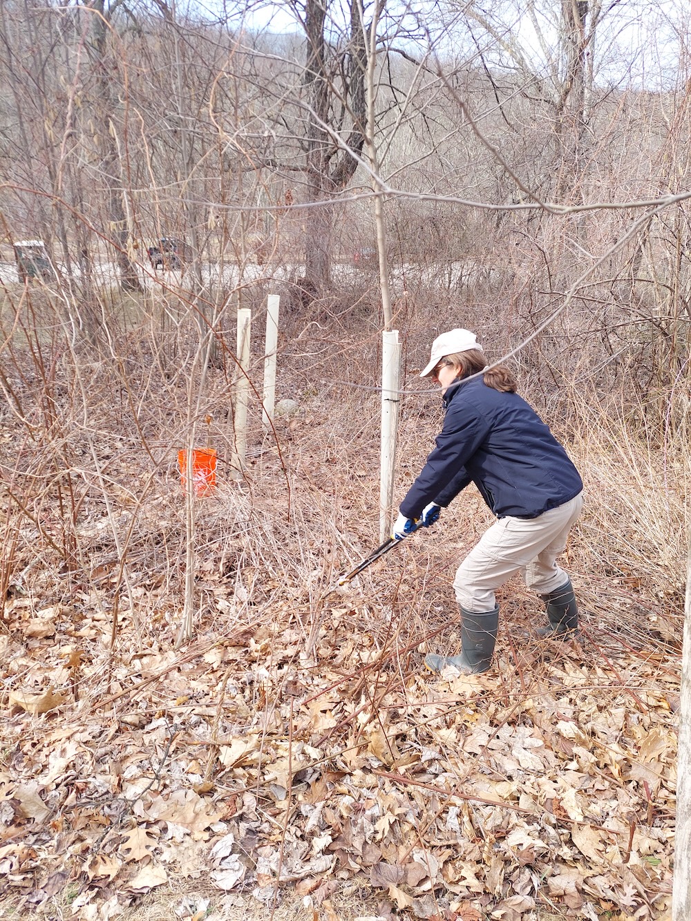 Tyler Van Fleet, wearing rubber boots, cargo pants, and work gloves, uses long-handled pruning shears to cut and remove briars around planted saplings.