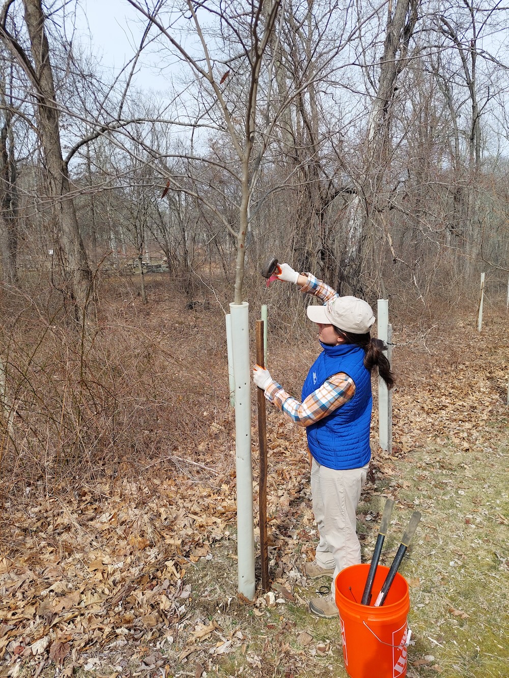 Jessica Alba, wearing hiking boots, field pants, and work gloves, uses a mallet to pound a tall wooden stake beside a tubed tree that is over 10 feet tall.  