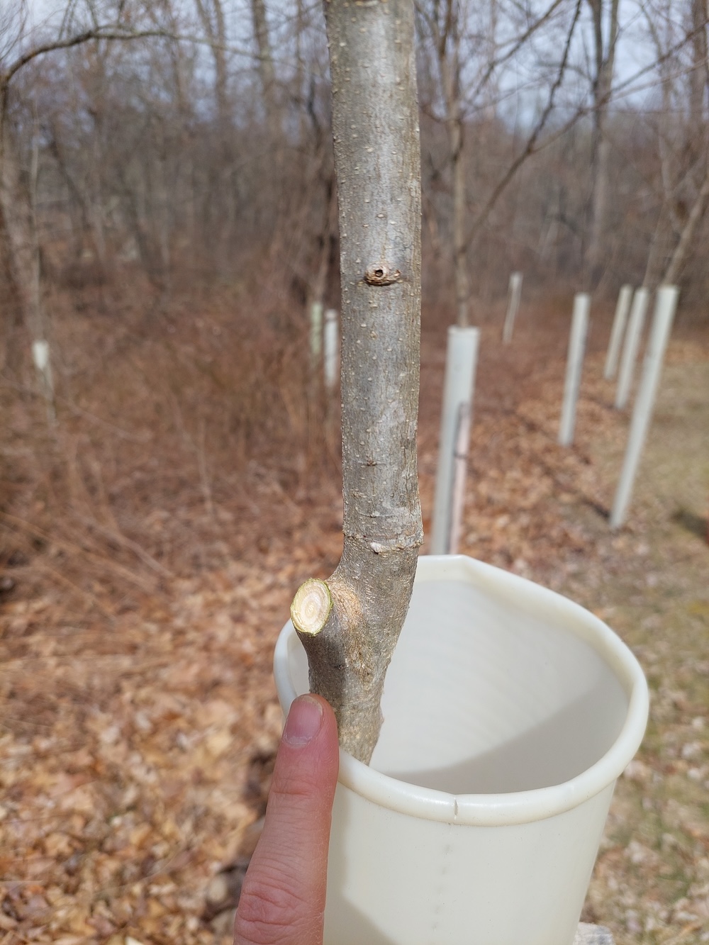 Kris Brown points to the location where a branch was pruned on a sapling.